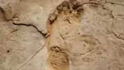 Oldest Human Footprint in Americas Found in Chile, Dates to 15,600 Years