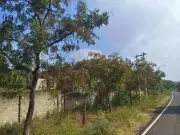 Over 100 Iconic Almatti Neem Trees Drying Up, Threatening Local Economy