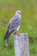Pallid Harrier's 6,000km Journey from Kazakhstan to Tirunelveli Reveals Grassland Crisis