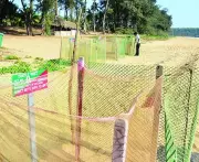 Police Halt Firecracker Chaos at Goa's Olive Ridley Nesting Site in Vagator