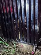 Pune Leopard Attack: 8-Year-Old Boy Killed, Villagers Demand Action