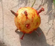 Pune Police Book Two Men Under Black Magic Act for Fake Cancer Cure Claims