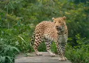Pune's Leopard Rescue Centre Overcrowded: 113 Big Cats in Space for 45