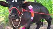 Radha, India's 2-Foot-8-Inch Dwarf Buffalo, Enters Guinness World Records
