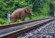 Railway Officials Honoured for Halting 12 Trains to Save 22 Elephants in Jharkhand