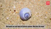 Rare Purple Sea Snail Washes Up on California Beach: A Climate Signal?