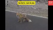 Rare Red Fox Stuns Tourists at Ladakh's Pangong Lake in Viral Encounter