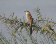 Rare Striated Grassbird Spotted in Maharashtra, Marking Major Range Extension