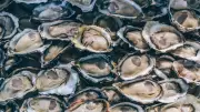 Salmonella Outbreak in US: 64 Sick from Raw Texas Oysters, India on Alert