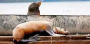 Steller Sea Lion Saved from Deadly Rope Entanglement in Dramatic Canadian Rescue