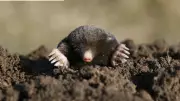 Stop Moles in Your Garden: 10 Common Mistakes That Attract Them