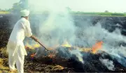 Stubble Burning's Role in Delhi Pollution Drops to 7% in Nov 2025: CREA Report