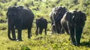 Supreme Court Backs Elephants, Orders Resorts Off Sigur Corridor
