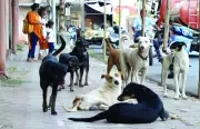 Supreme Court to Show Video on Stray Dog 'Humanity' Amid MCD Row