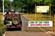 Tadoba Tiger Reserve Ends WhatsApp Safari Bookings, Implements Strict New Rules