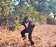 Telangana Sarpanch Dons Bear Costume to Scare Off Monkeys, Video Goes Viral