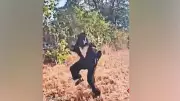 Telangana Sarpanch Wears Bear Costume to Scare Monkeys, Video Goes Viral