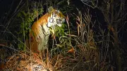 Tiger Attacks Surge in Goa Border Region: Cattle Killed in Mhadei
