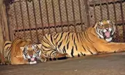 Tiger Cubs Tennyson & Oliver Debut at Pilikula Park During Karavali Utsava