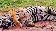 Tiger Death Toll in MP Reaches 55 as Another Carcass Found in Sagar Forest