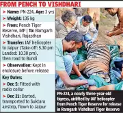 Tigress PN-224 Flown from MP to Rajasthan in 2nd Interstate Tiger Relocation