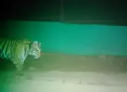 Tigress PN-224 Successfully Released in Rajasthan, Marking Key Step in Tiger Relocation