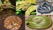 Top 7 Most Beautiful Snakes on Earth: From Amazon to Africa