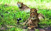 Tragedy Strikes Kuno: Cheetah Cub Dies After Historic Release in MP