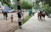 Trichy's New Stray Menace: Ponies & Donkeys Join Cattle on City Roads