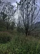 Uttarakhand Apple Crisis: Dry Winter Threatens 30,000 Tonne Harvest in Uttarkashi