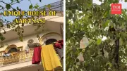 Varanasi's 'Diaper Tree' Goes Viral, Sparks Hygiene & Civic Sense Debate