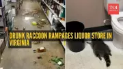 Virginia's 'Trashed Panda' Raccoon: A Black Friday Liquor Heist & Repeat Offender Saga