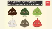 What Your Poop Colour Reveals: 7 Shades & Their Health Warnings