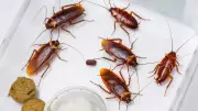 Winter Cockroach Invasion: Why They Come Inside & How to Stop Them