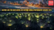 World Nature Photography Awards 2025: Stunning Images Pull Us Back to Reality