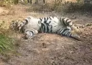 Young Tiger Found Dead in Suspected Poaching Case Near Chhattisgarh Tiger Reserve