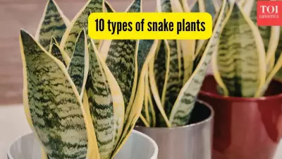 10 Beautiful Snake Plant Varieties Perfect for Indian Homes