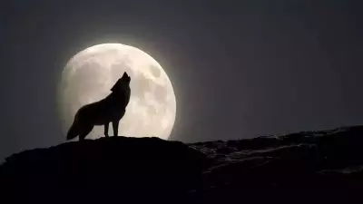 2026 Wolf Supermoon: Aries, Cancer, Libra, Capricorn Face Life-Altering Shifts