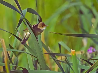 3 African Warbler Species Delay Dawn Chorus in Cold, Reveals South African Study