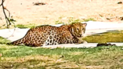 4-Year-Old Girl Succumbs to Leopard Attack in Dang District, Forest Department Sets Traps