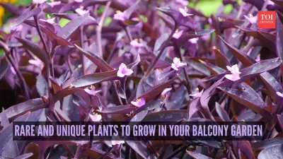 7 Rare & Unique Plants to Transform Your Balcony Garden in India