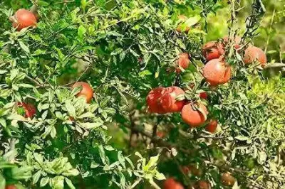 Anantapur Pomegranates Seek GI Tag to Boost Global Market Access
