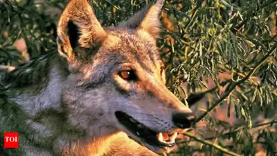 Bahraich's 9th Wolf Neutralised in Saryu Riverine Area, Ending Village Fear