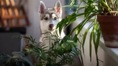 Beware! These Common Indoor Plants Can Harm Your Family's Health