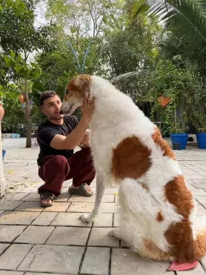 Bhopal Dog Show Celebrates Canine Charm with Rare Borzoi Stealing Hearts