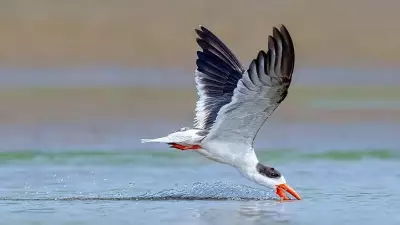 BNHS and NMCG Launch Major Ganga Project to Protect Endangered Indian Skimmer