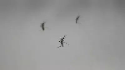 Brazil Study: Forest Loss May Drive Mosquitoes to Target Humans for Blood