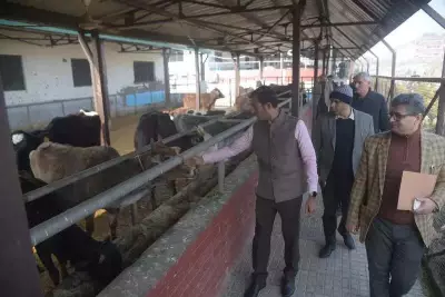 Chandigarh Launches Full Probe into Cattle Deaths, Sends Samples to CFSL