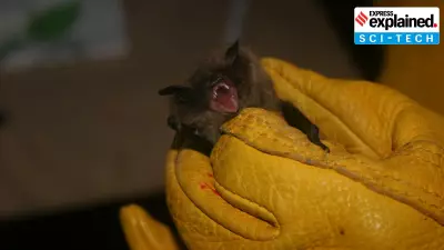 Danish Municipality Swaps White Streetlights for Red to Protect Bat Populations