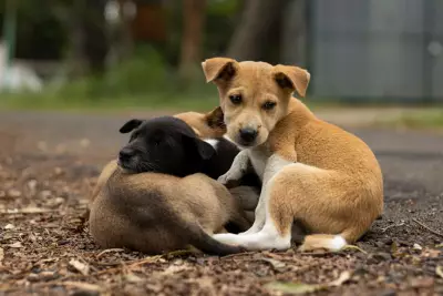 Delhi MCD Allocates Rs 35 Crore for Microchipping and Vaccinating Stray Dogs